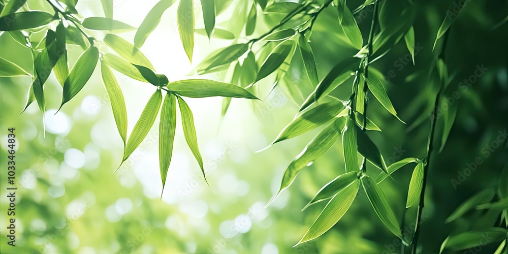 Poster close-up of a bamboo forest with green leaves illuminated by natural light. macro shot taken from be