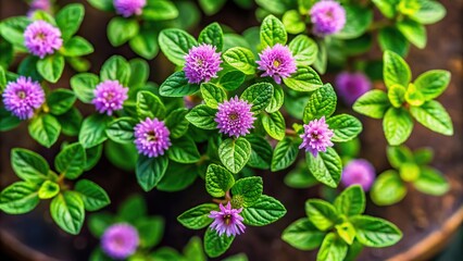 Naklejka premium Close-up view of a small herb plant with purple blossoms and green leaves, shallow depth of field, high angle