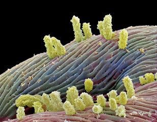 Stagnant water bacteria, SEM