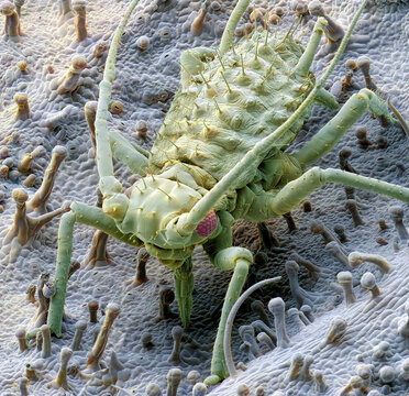 Feeding aphid, SEM