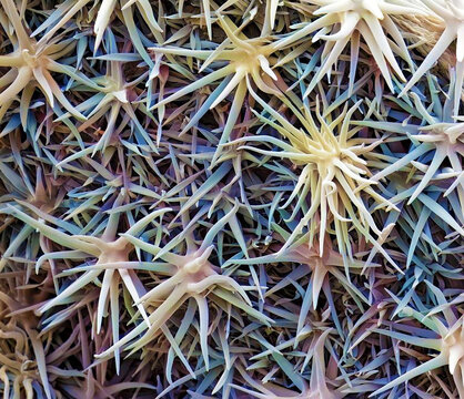 Abutilon leaf trichomes, SEM