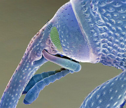 Grain weevil, SEM
