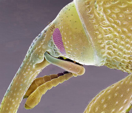 Grain weevil, SEM