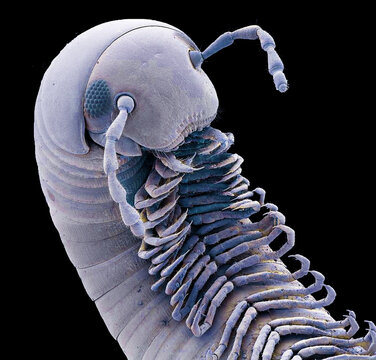 Millipede, SEM