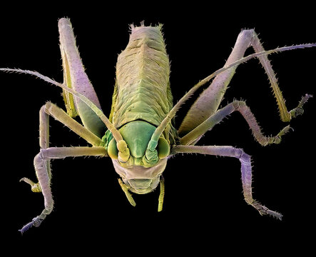 Grasshopper, SEM