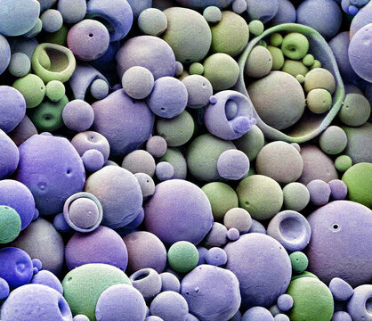 PLGA microspheres, SEM