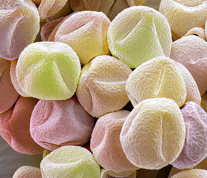 Salvia pollen grains, SEM