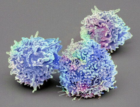 Resting T lymphocytes