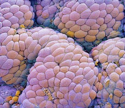 Stomach lining, SEM