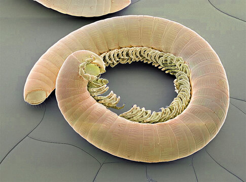 Millipede, SEM