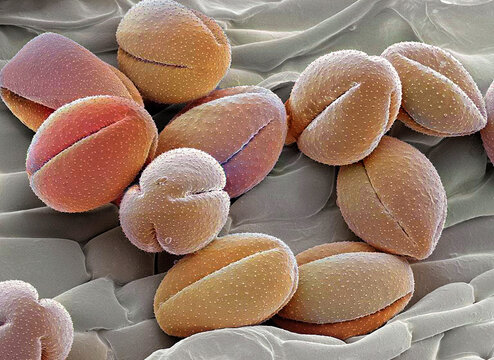 Pasque flower pollen, SEM
