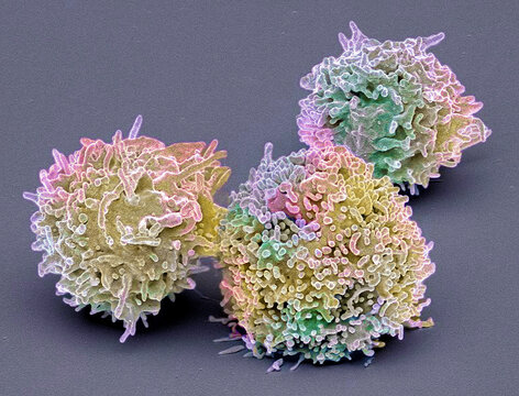 Resting T lymphocytes
