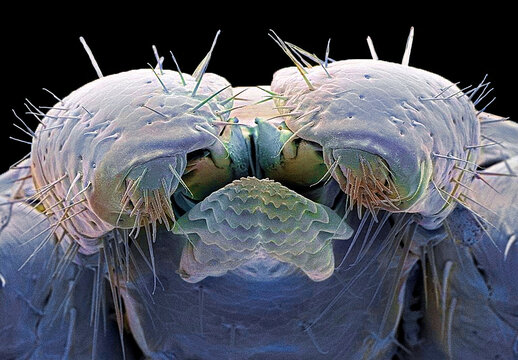 Lyme disease tick, SEM