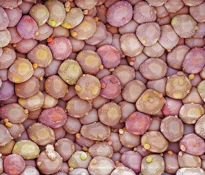 Rust fungus infection, SEM