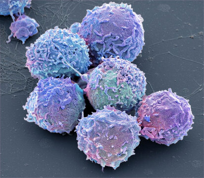 White blood cells, SEM