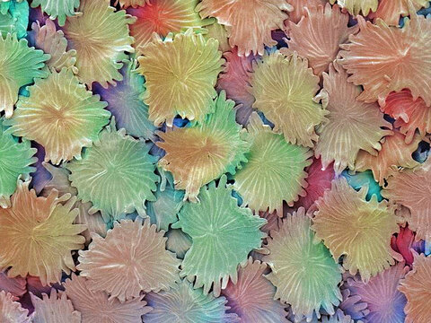 Olive leaf trichomes, SEM