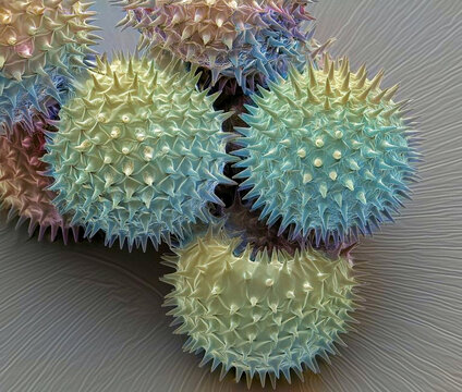 Lavatera pollen grains, SEM