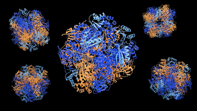 Rubisco protein structure, illustration
