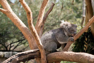 the koala is a grey marsupial with white fluffy ears and a large nose that climbs trees