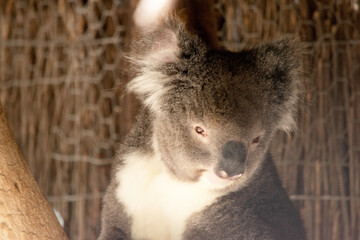 the Koala has a large round head, big furry ears and big black nose. Their fur is usually grey-brown in color with white fur on the chest, inner arms, ears and bottom.