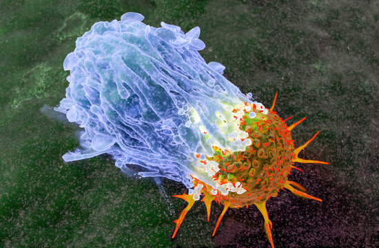 Macrophage attacking a cancer cell, illustration