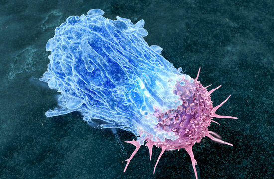 Macrophage attacking a cancer cell, illustration