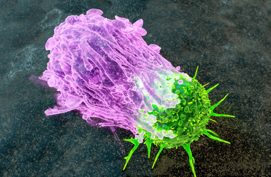 Macrophage attacking a cancer cell, illustration