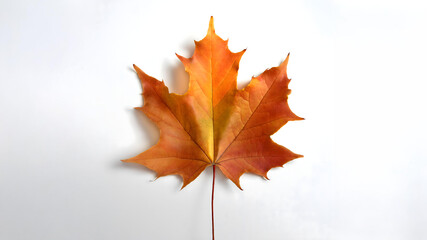 紅葉した１枚のカエデの葉