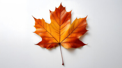 紅葉した１枚のカエデの葉