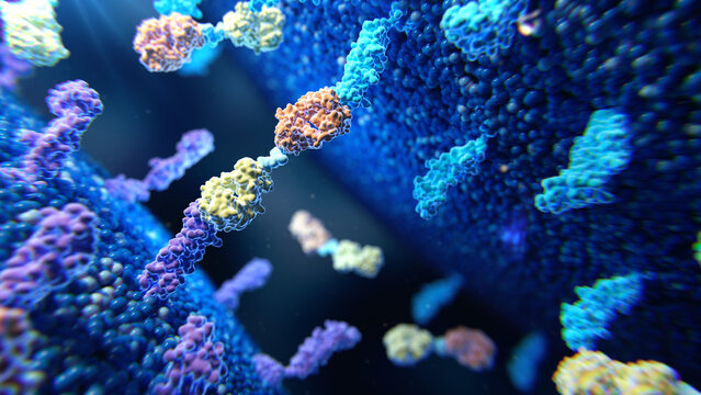 Bispecific T cell engager protein, illustration