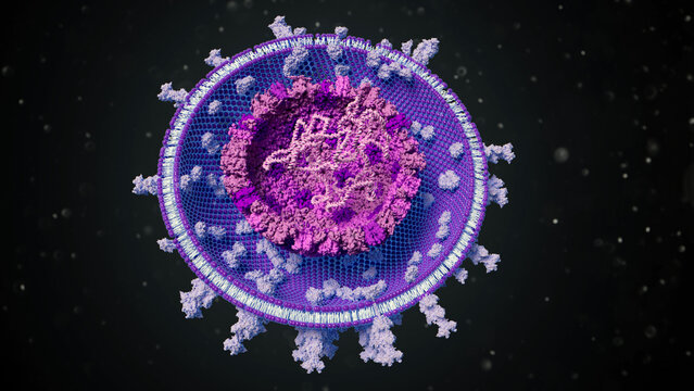 Herpes simplex virus type 1, illustration