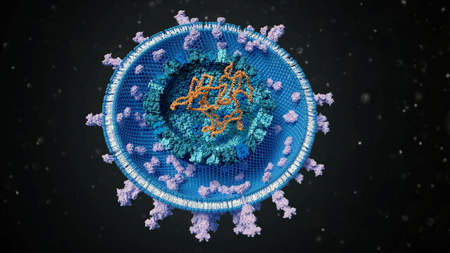 Herpes simplex virus type 1, illustration