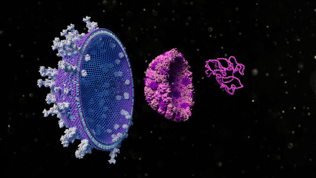 Herpes simplex virus type 1, illustration