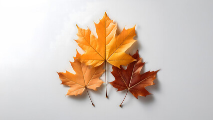 紅葉した３枚のカエデの葉