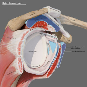 Lateral view of shoulder capsule, illustration