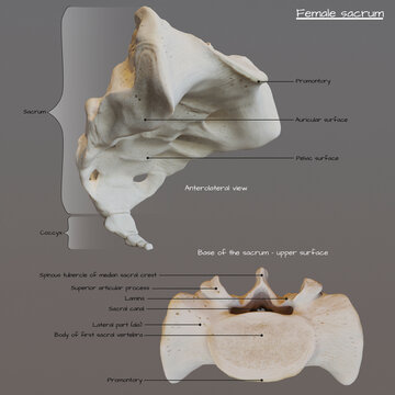 Anatomy of female sacrum, illustration