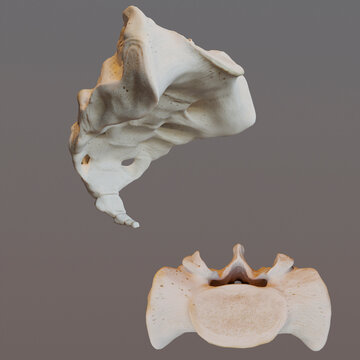 Anatomy of female sacrum, illustration