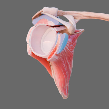 Rotator cuff and glenohumeral joint, illustration