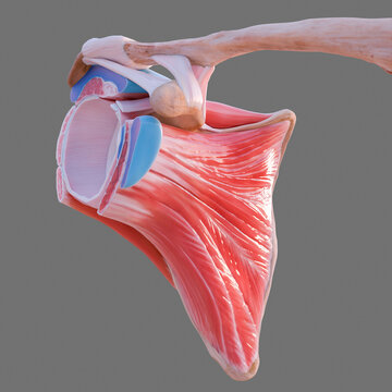 Rotator cuff and glenohumeral joint, illustration