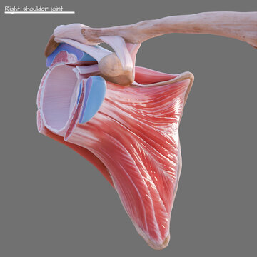 Rotator cuff and glenohumeral joint, illustration