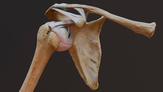 Shoulder joint, illustration