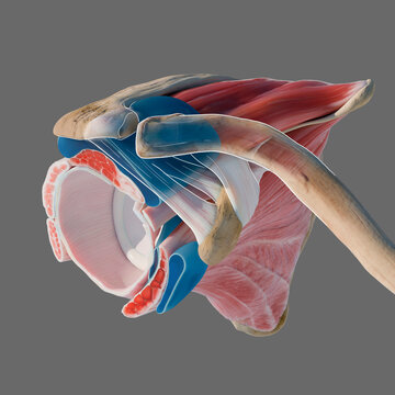 Bursae of the rotator cuff, illustration