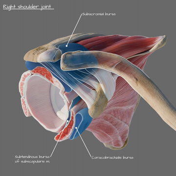 Bursae of the rotator cuff, illustration