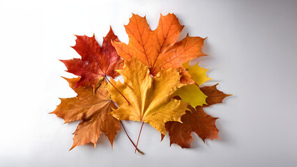 紅葉したランダムに重ねたカエデの葉