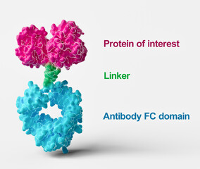 Antibody Fc fusion protein structure, illustration