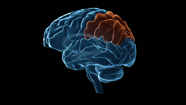 Human brain parietal lobe, illustration