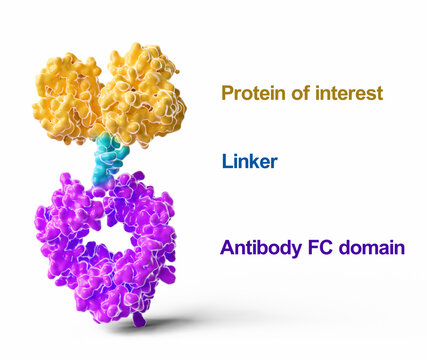 Antibody Fc fusion protein structure, illustration