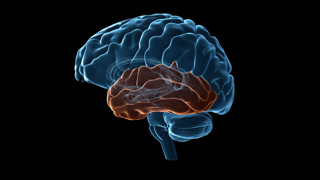 Human brain temporal lobe, illustration