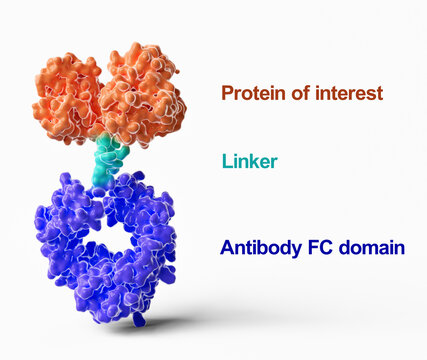 Antibody Fc fusion protein structure, illustration