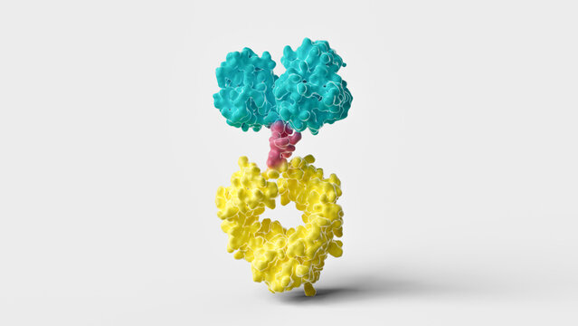 Antibody Fc fusion protein structure, illustration